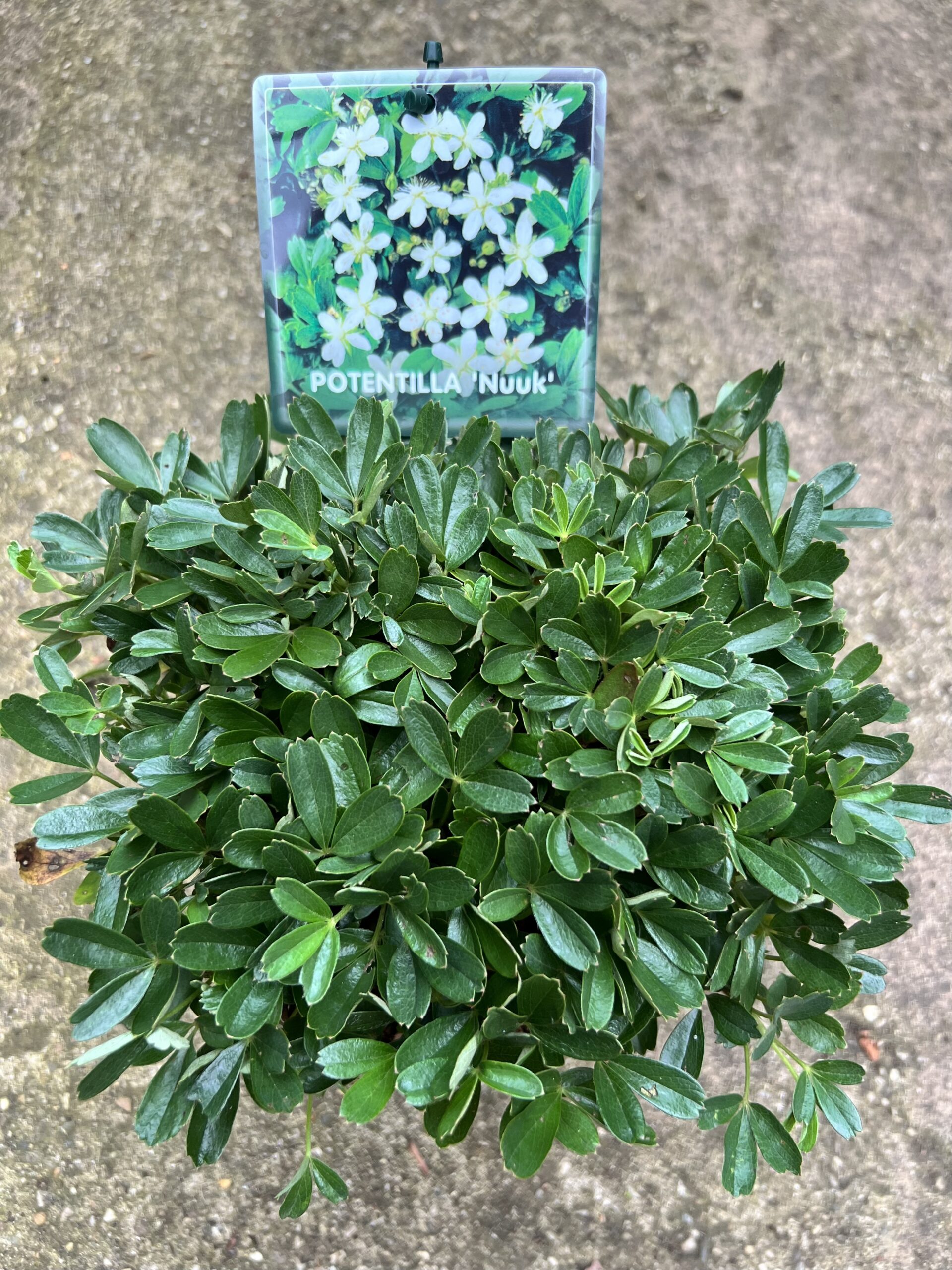 Potentilla tridendata “Nuuk” - Ganzerik