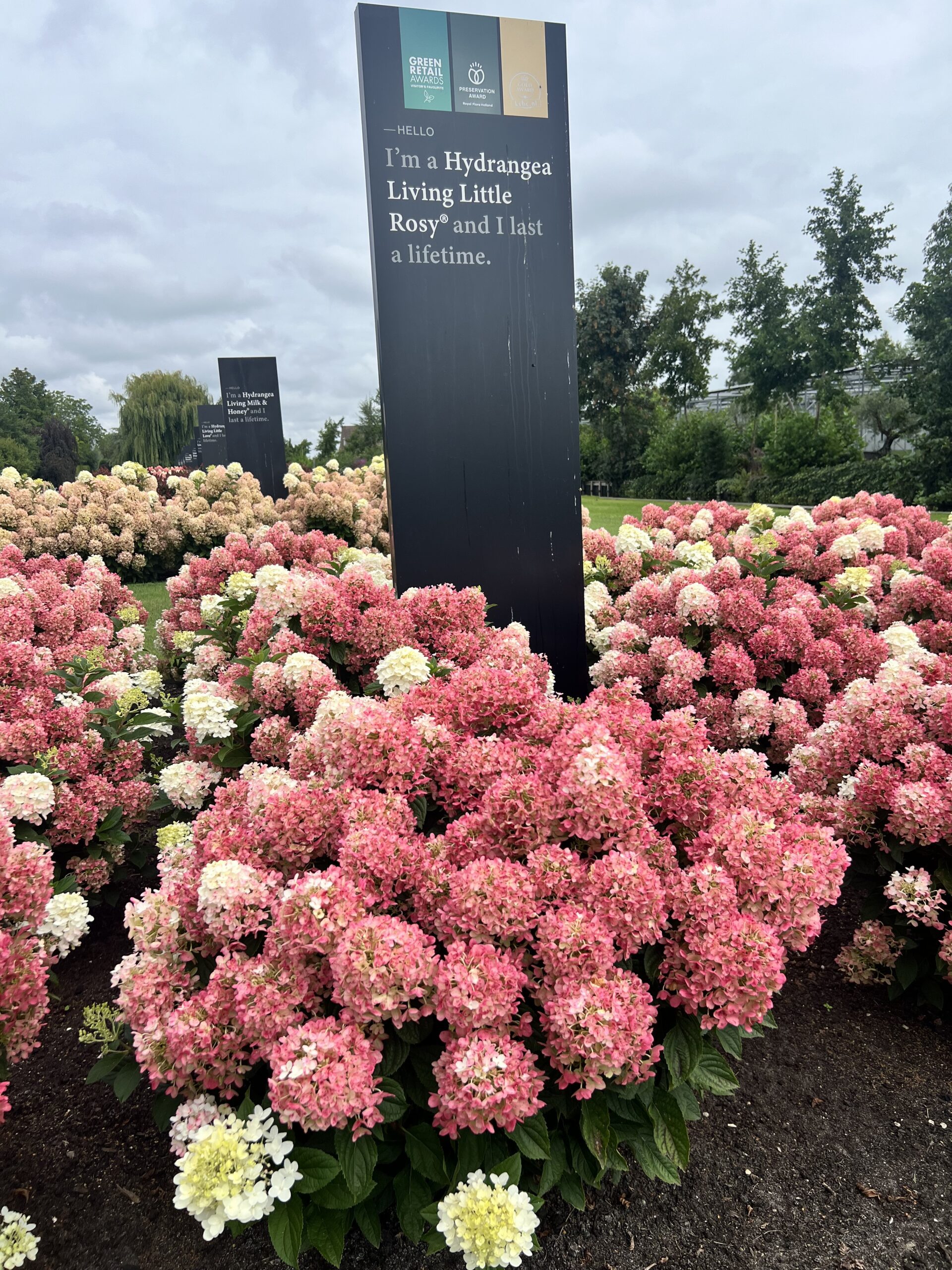 Hydrangea paniculata “Living Little Rosy”-dwerg pluimhortensia - Afbeelding 4