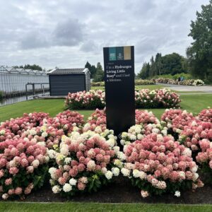 Hydrangea living Little Rosy is een lage, stevige, verkleurende 100 dagen bloeiende hydrangea