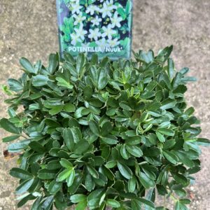 Potentilla tridendata “Nuuk” - Ganzerik