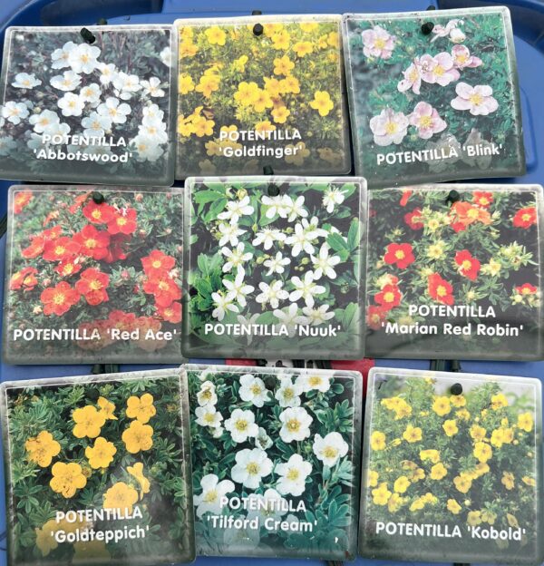 Potentilla fruticosa - Ganzerik 9 soorten