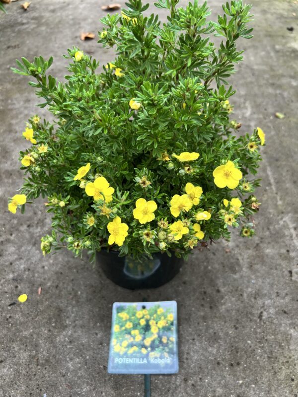 Potentilla fruticosa - Ganzerik 9 soorten - Afbeelding 2