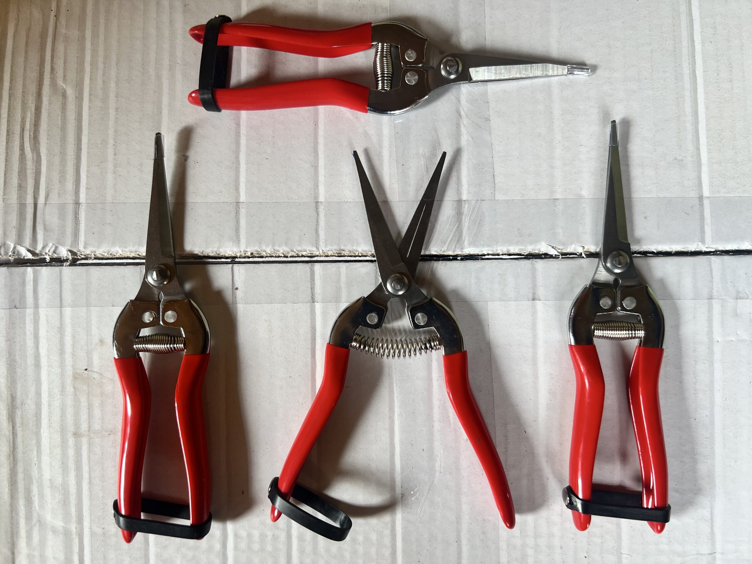 Buxuskoning Tuin, snoei, of dunschaar