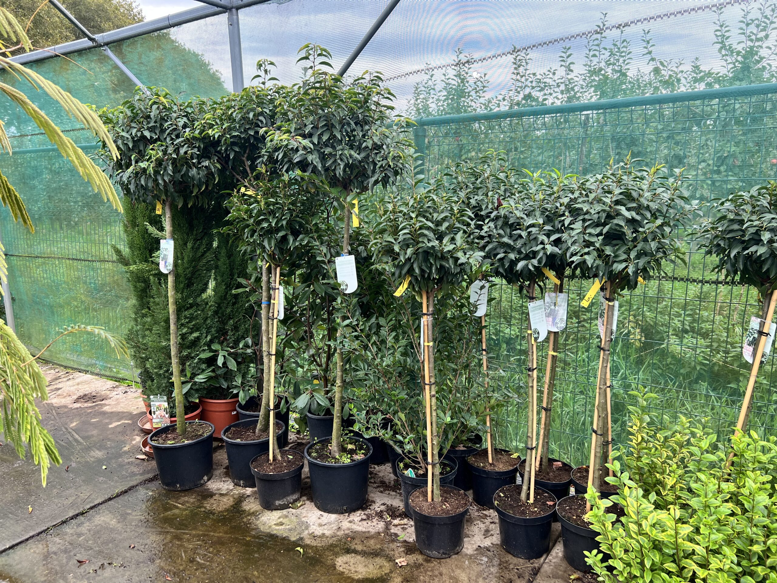 Prunus lusitanica “Angustifolia - Portugese laurier op stam