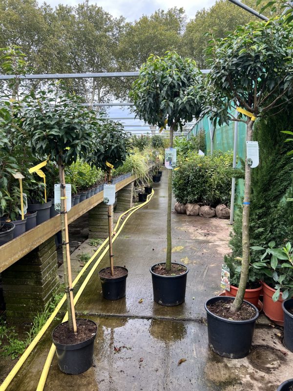 Prunus lusitanica “Angustifolia - Portugese laurier op stam - Afbeelding 2