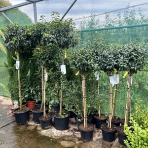 Prunus lusitanica “Angustifolia - Portugese laurier op stam