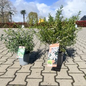 Eriostemon myoporoides- wasbloem