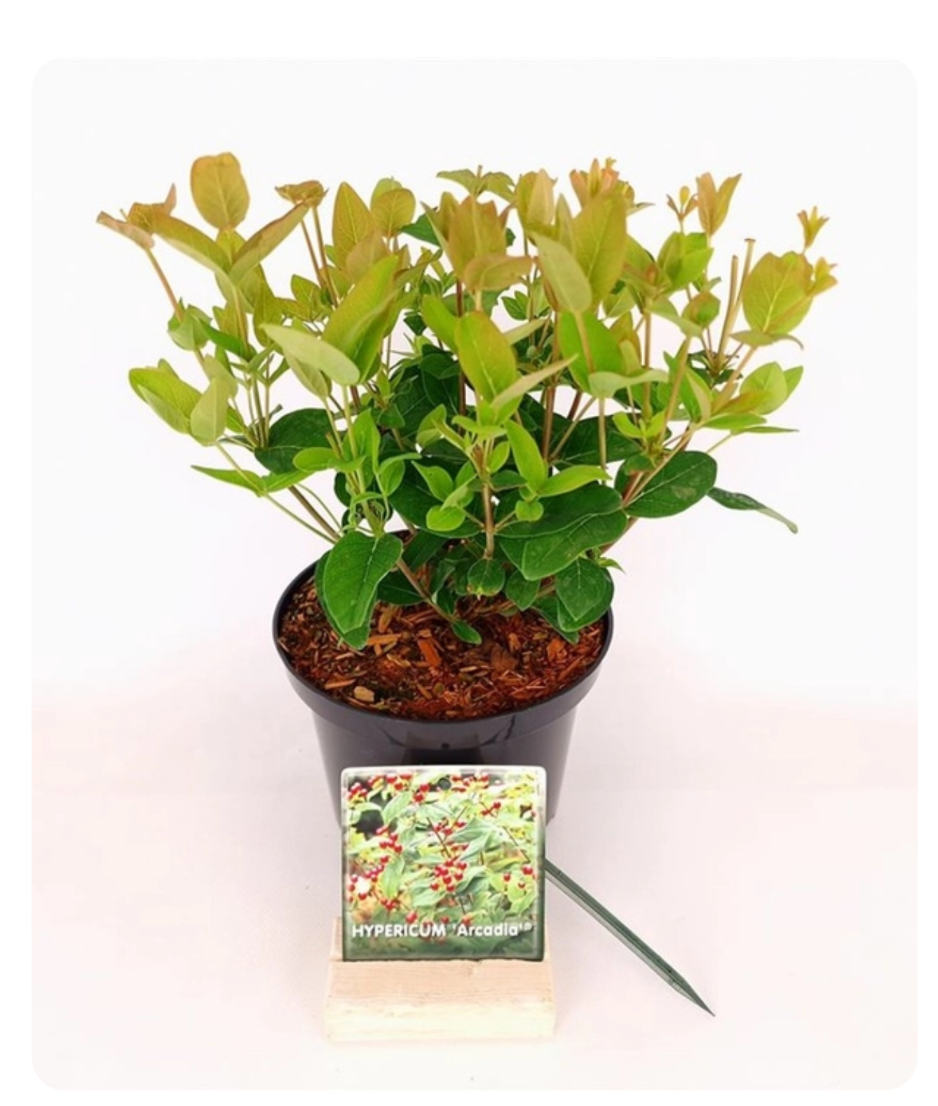 Hypericum inodorum 'Arcadia' is een compacte, sierlijke heester met heldergele bloemen