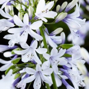 De Agapanthus Twister is 2 kleurig, wit-blauwe bloemen, is iets minder fel dan de Fireworks