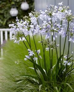 De Agapanthus Twister is 2 kleurig, wit-blauwe bloemen, is iets minder fel dan de Fireworks
