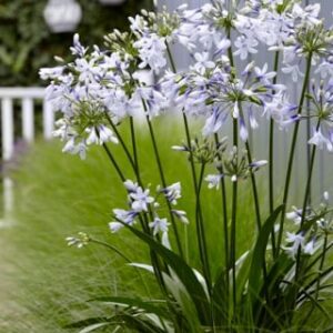 De Agapanthus Twister is 2 kleurig, wit-blauwe bloemen, is iets minder fel dan de Fireworks