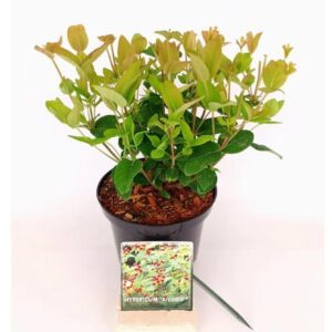 Hypericum inodorum 'Arcadia' is een compacte, sierlijke heester met heldergele bloemen