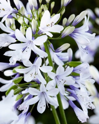 De Agapanthus Twister is 2 kleurig, wit-blauwe bloemen, is iets minder fel dan de Fireworks