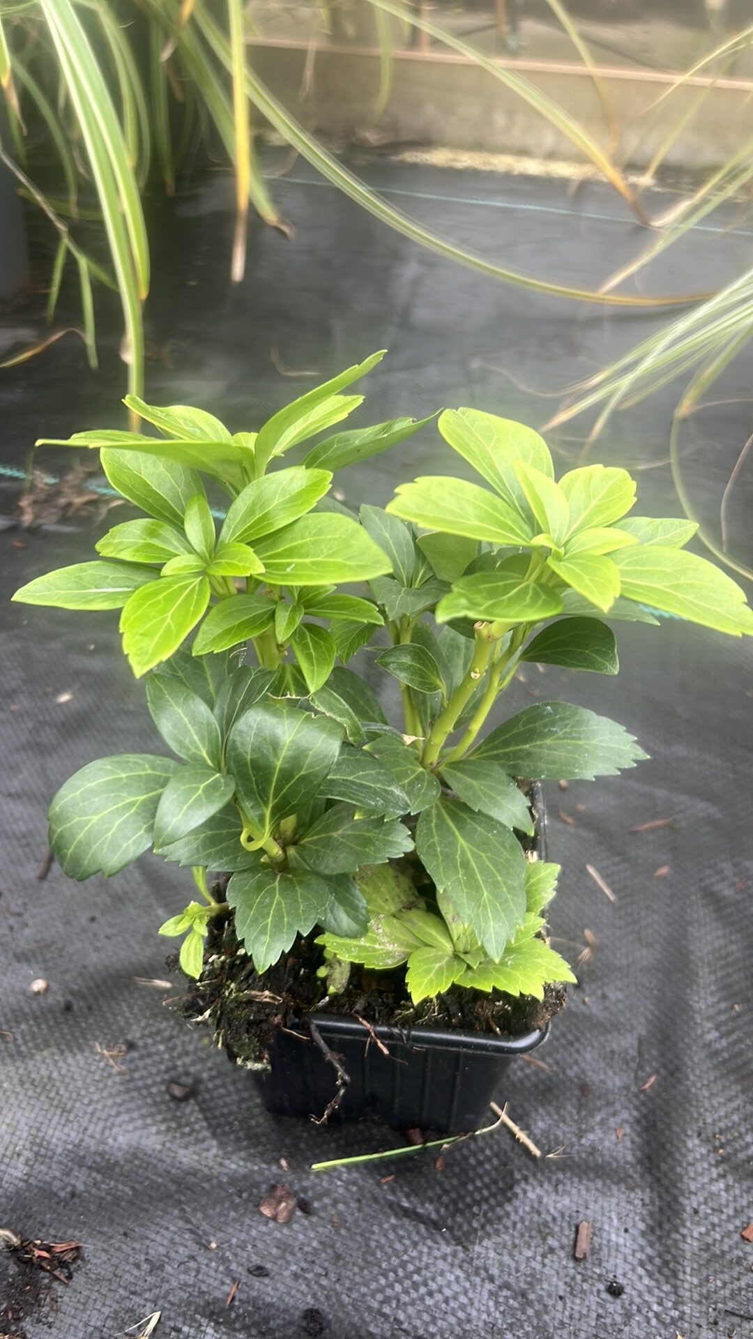 Mooie volle pachysandra Green Sheen, sterke groenblijvende bodem bedekker