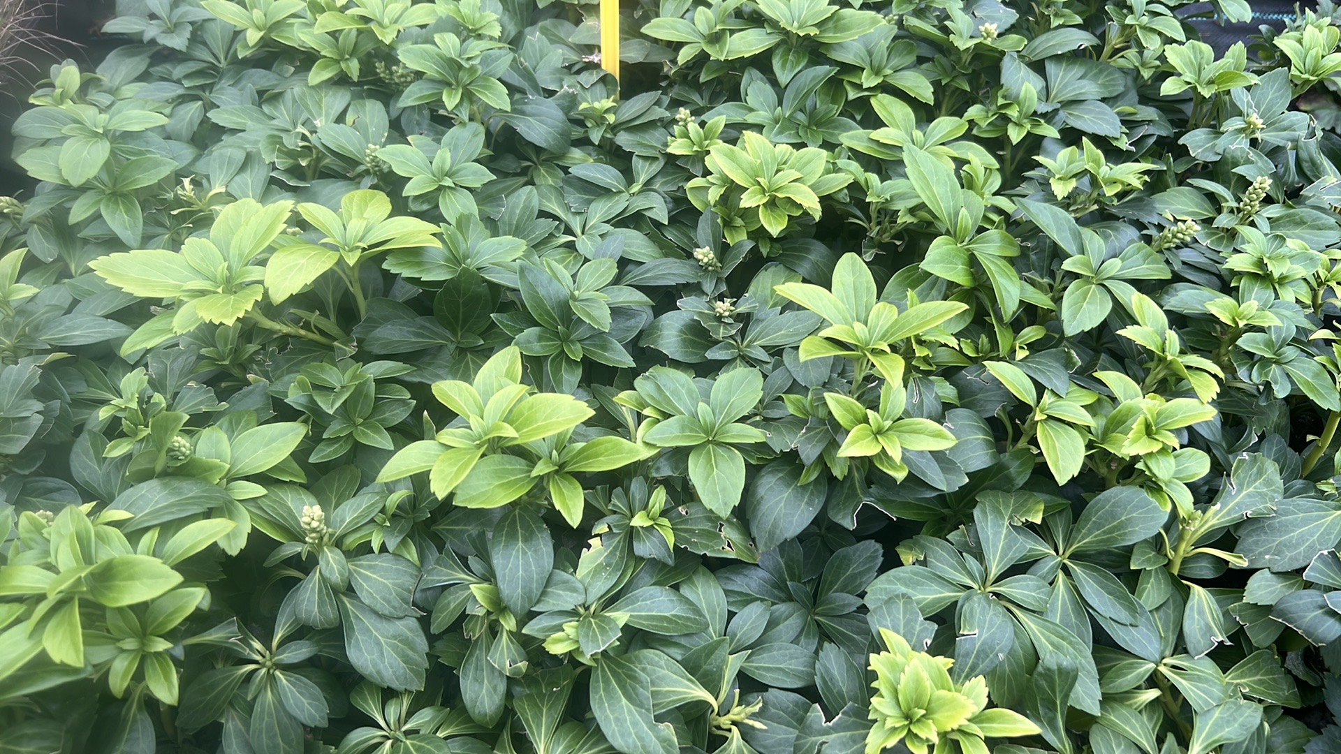Mooie volle pachysandra Green Sheen, sterke groenblijvende bodem bedekker