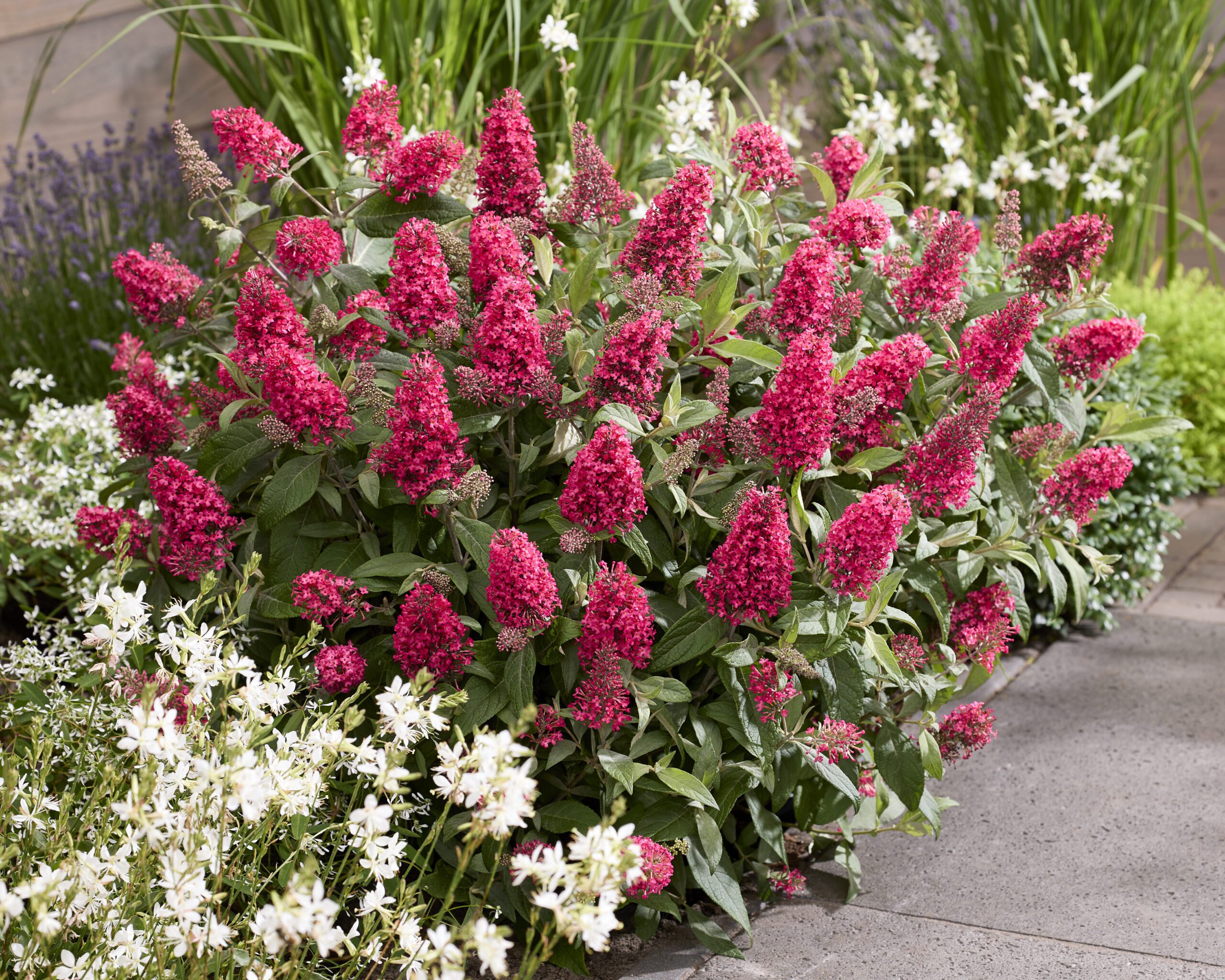 Buddleja davidii Butterfly Candy Little Bubblegum