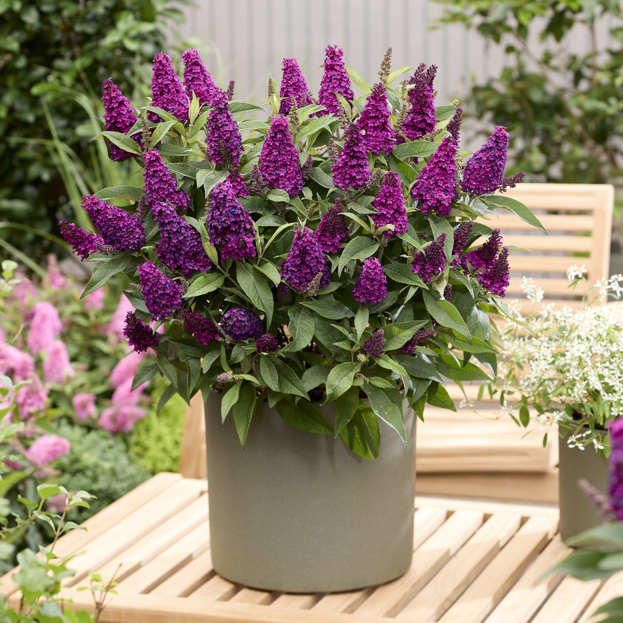 Buddleja davidii Butterfly Candy Little Magenta