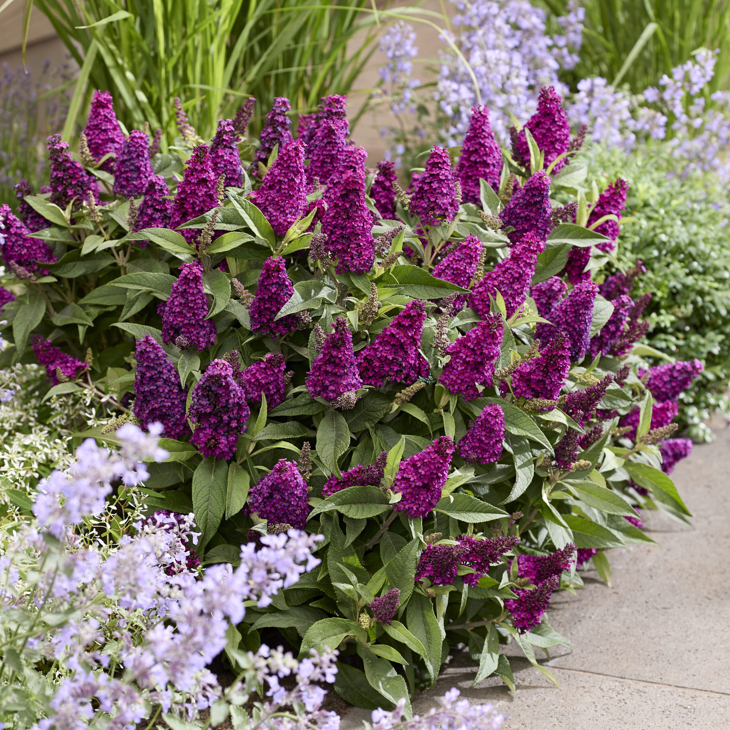 Buddleja davidii Butterfly Candy Little Magenta