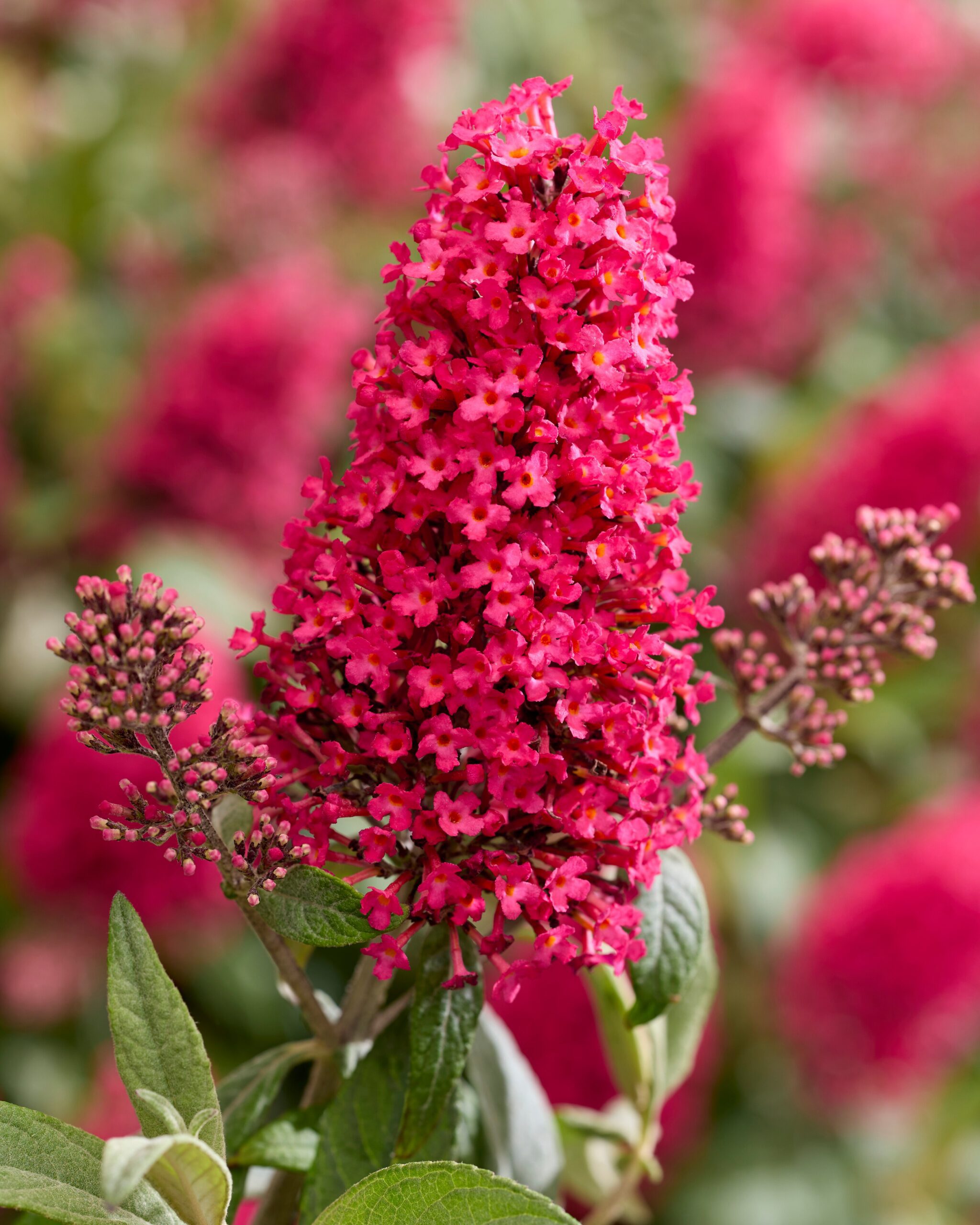 Buddleja davidii Butterfly Candy Little Bubblegum