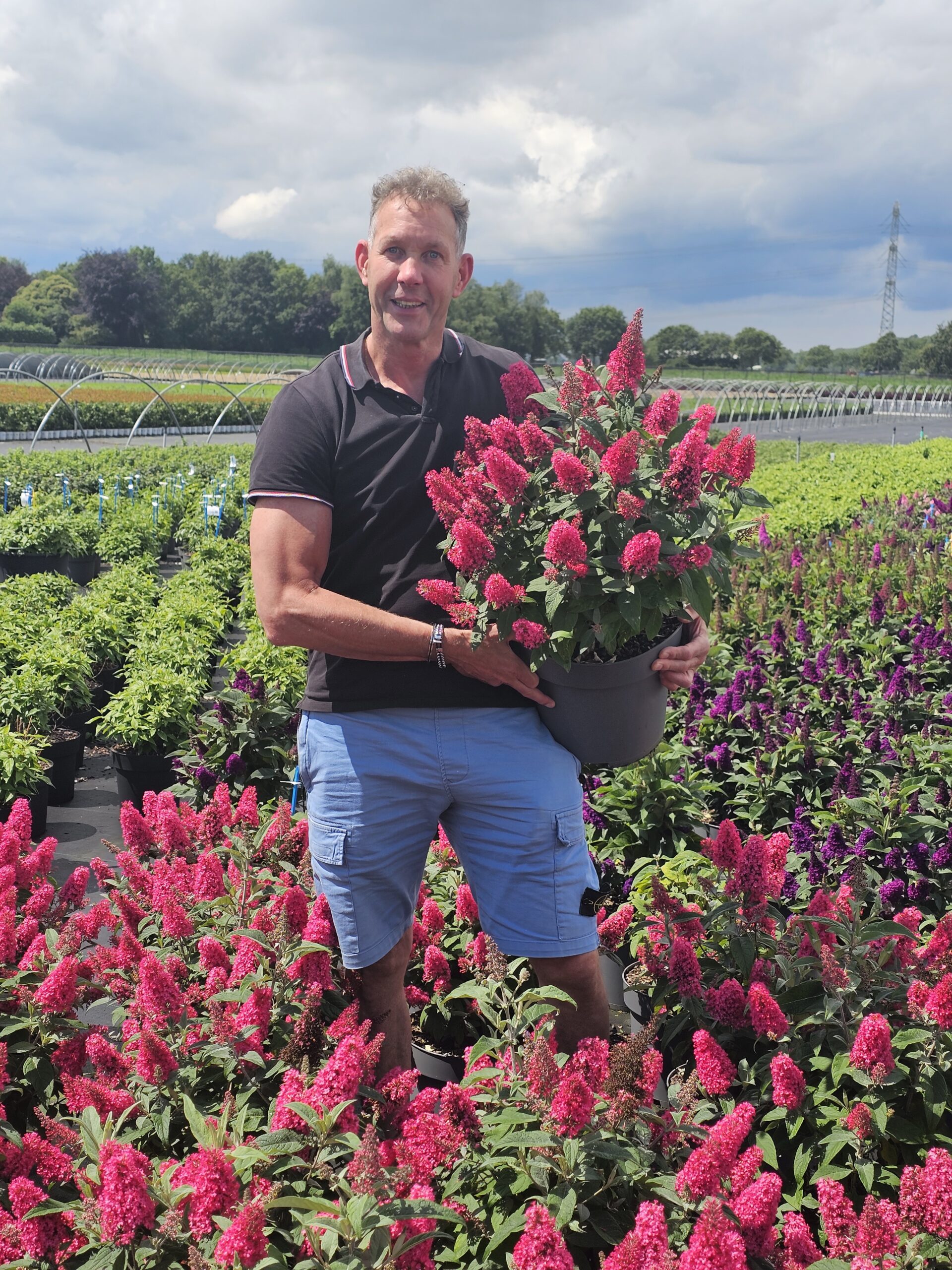 Buddleja davidii Butterfly Candy Little Bubblegum