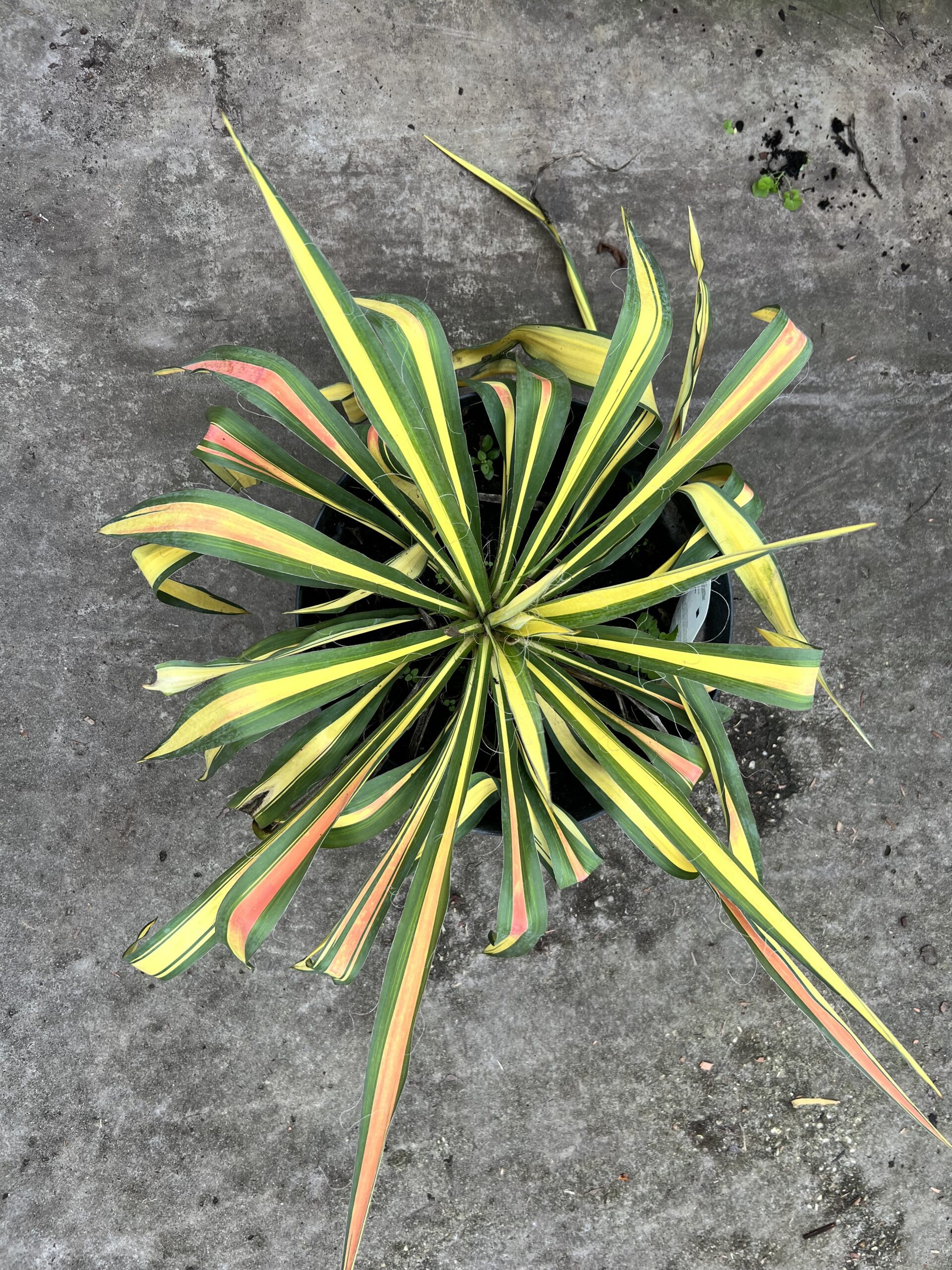 Yucca filamentosa “Color Guard” - Afbeelding 2