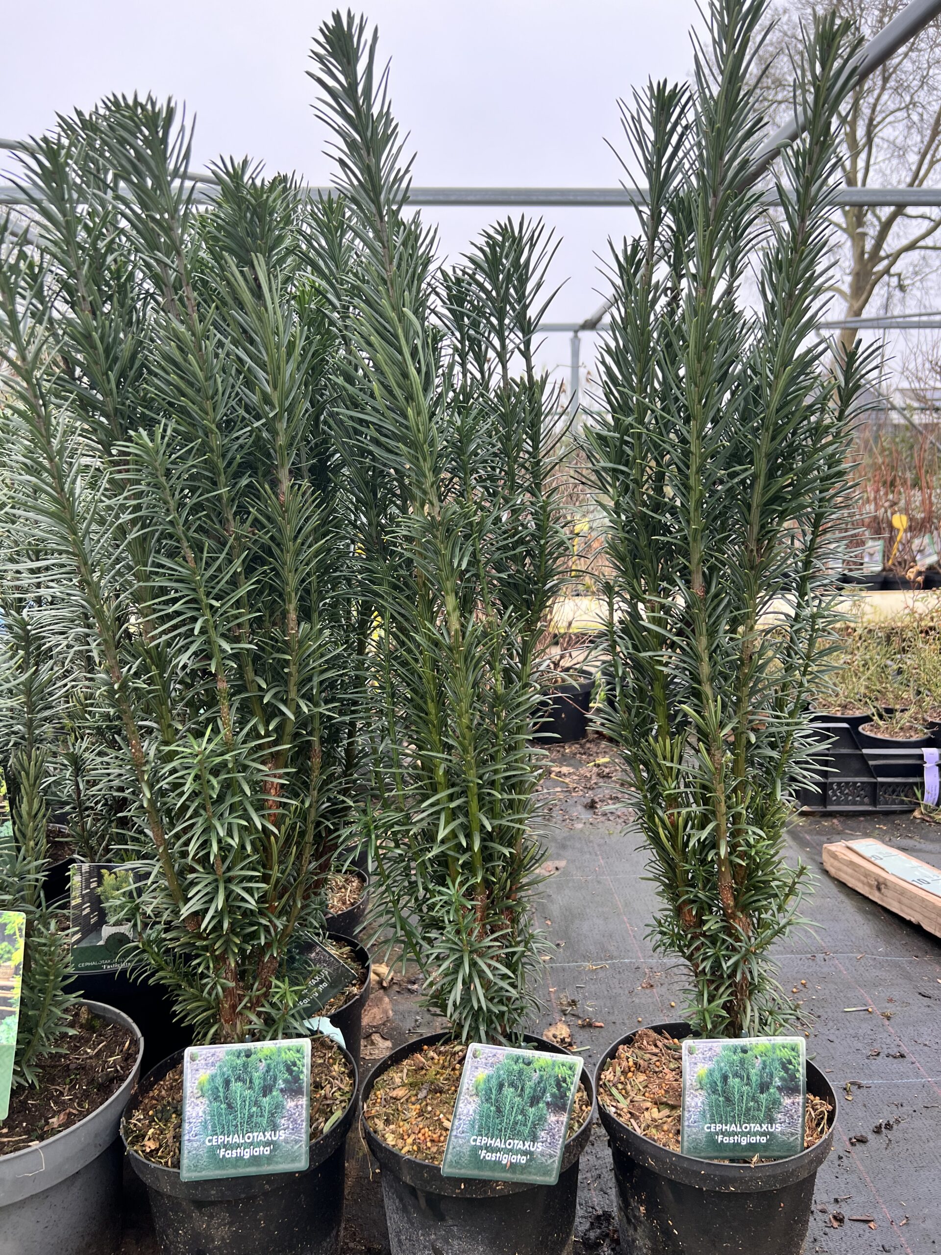 Cephalotaxus harringtonia 'Fastiagiata'- knoptaxus - Afbeelding 2
