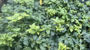Mooie volle pachysandra Green Sheen, sterke groenblijvende bodem bedekker