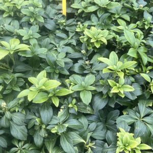 Mooie volle pachysandra Green Sheen, sterke groenblijvende bodem bedekker
