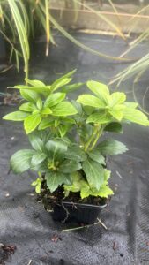 Mooie volle pachysandra Green Sheen, sterke groenblijvende bodem bedekker