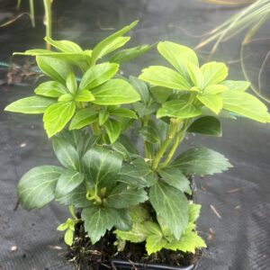 Mooie volle pachysandra Green Sheen, sterke groenblijvende bodem bedekker