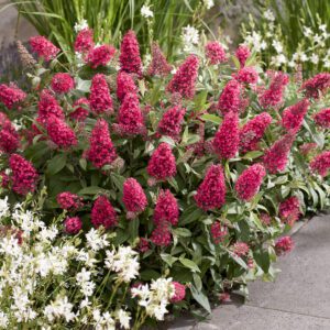 Buddleja davidii Butterfly Candy Little Bubblegum