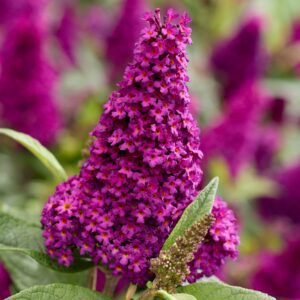 Buddleja davidii Butterfly Candy Little Magenta