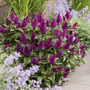 Buddleja davidii Butterfly Candy Little Magenta