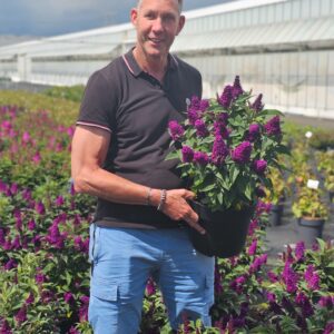 Buddleja davidii Butterfly Candy Little Magenta