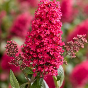 Buddleja davidii Butterfly Candy Little Bubblegum
