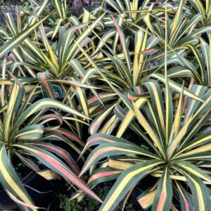 Yucca filamentosa “Color Guard”