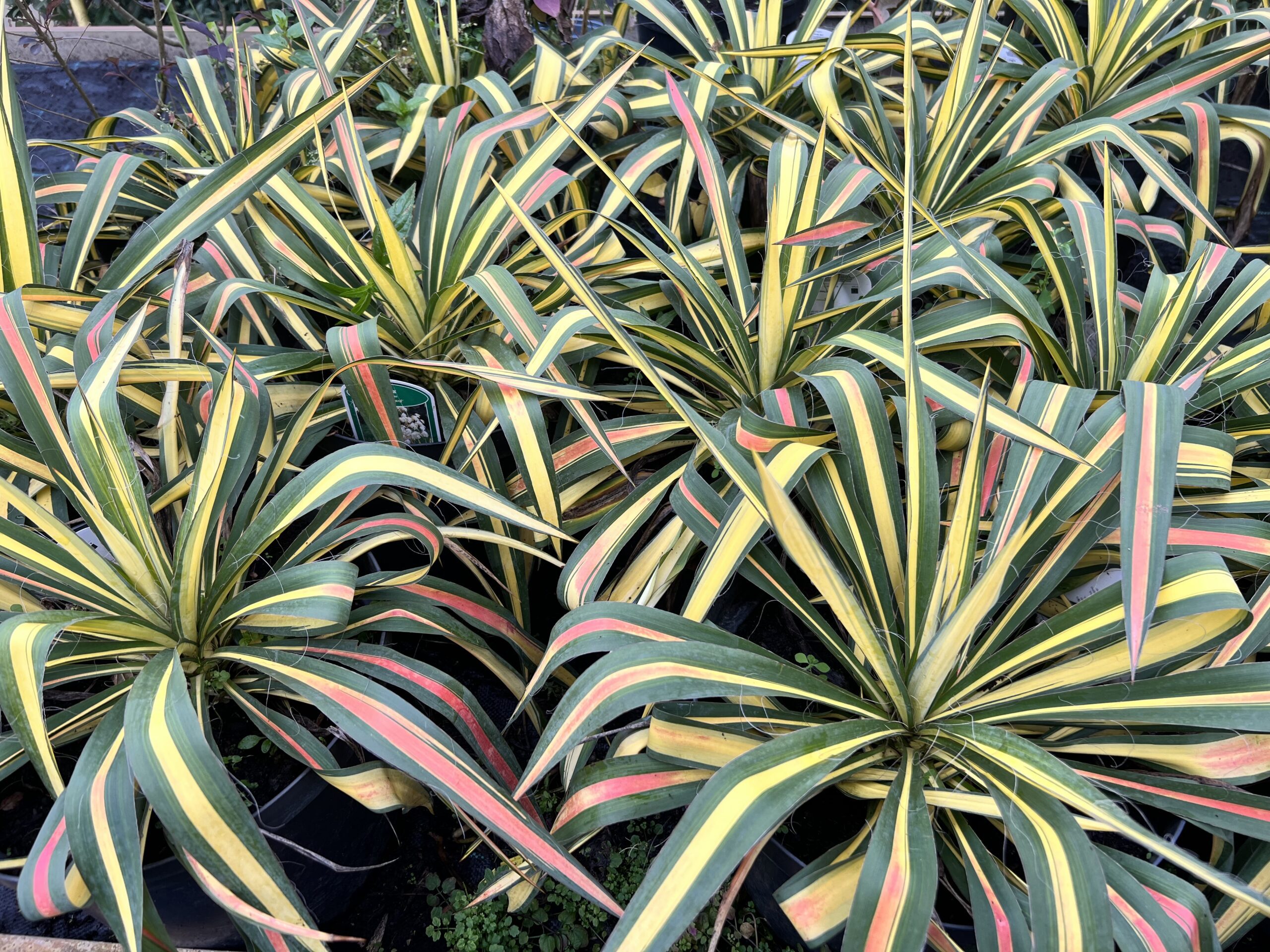 Yucca filamentosa “Color Guard”