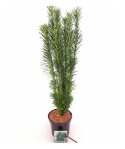 Cephalotaxus harringtonia 'Fastigiata' is een smal opgaande, zuilvormige conifeer