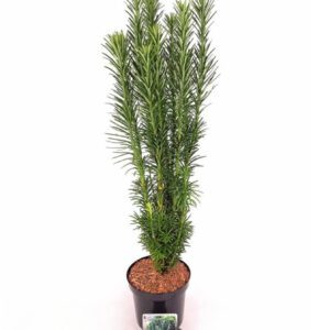 Cephalotaxus harringtonia 'Fastigiata' is een smal opgaande, zuilvormige conifeer