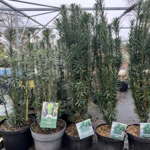 Cephalotaxus harringtonia 'Fastiagiata'- knoptaxus