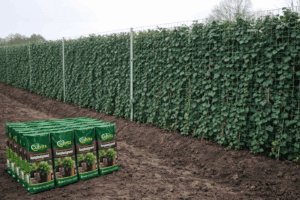 Stap voor stap Hedera haag, 6 per meter en 20 meter lang