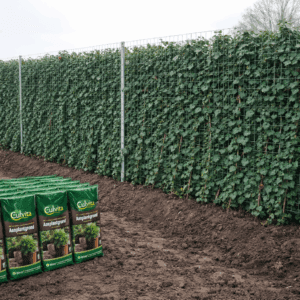 Stap voor stap Hedera haag, 6 per meter en 20 meter lang