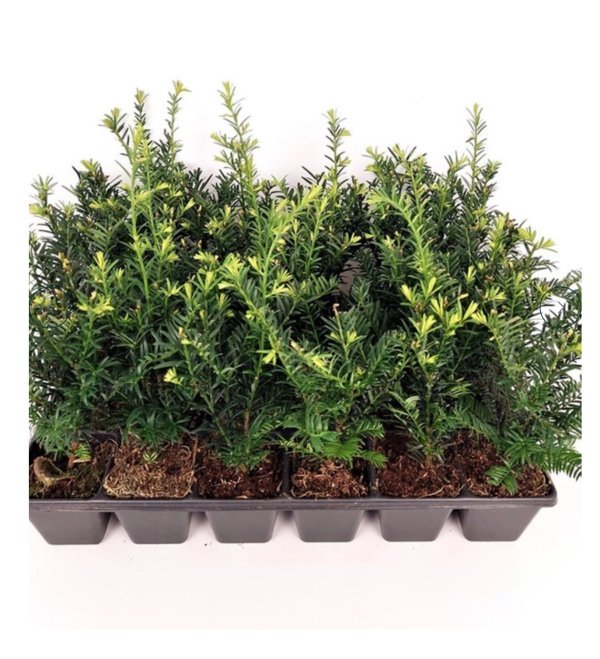 Taxus b. 'Höpken's Gigant' Een krachtig groeiende taxus , groeit van zon tot schaduw