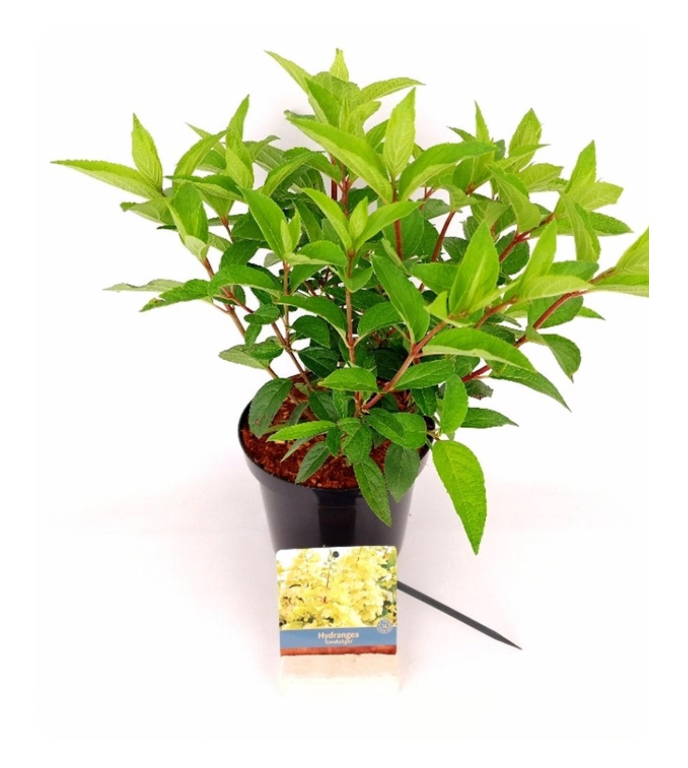 Grote volle struiken in 19 cm/3 liter pot met veel takken