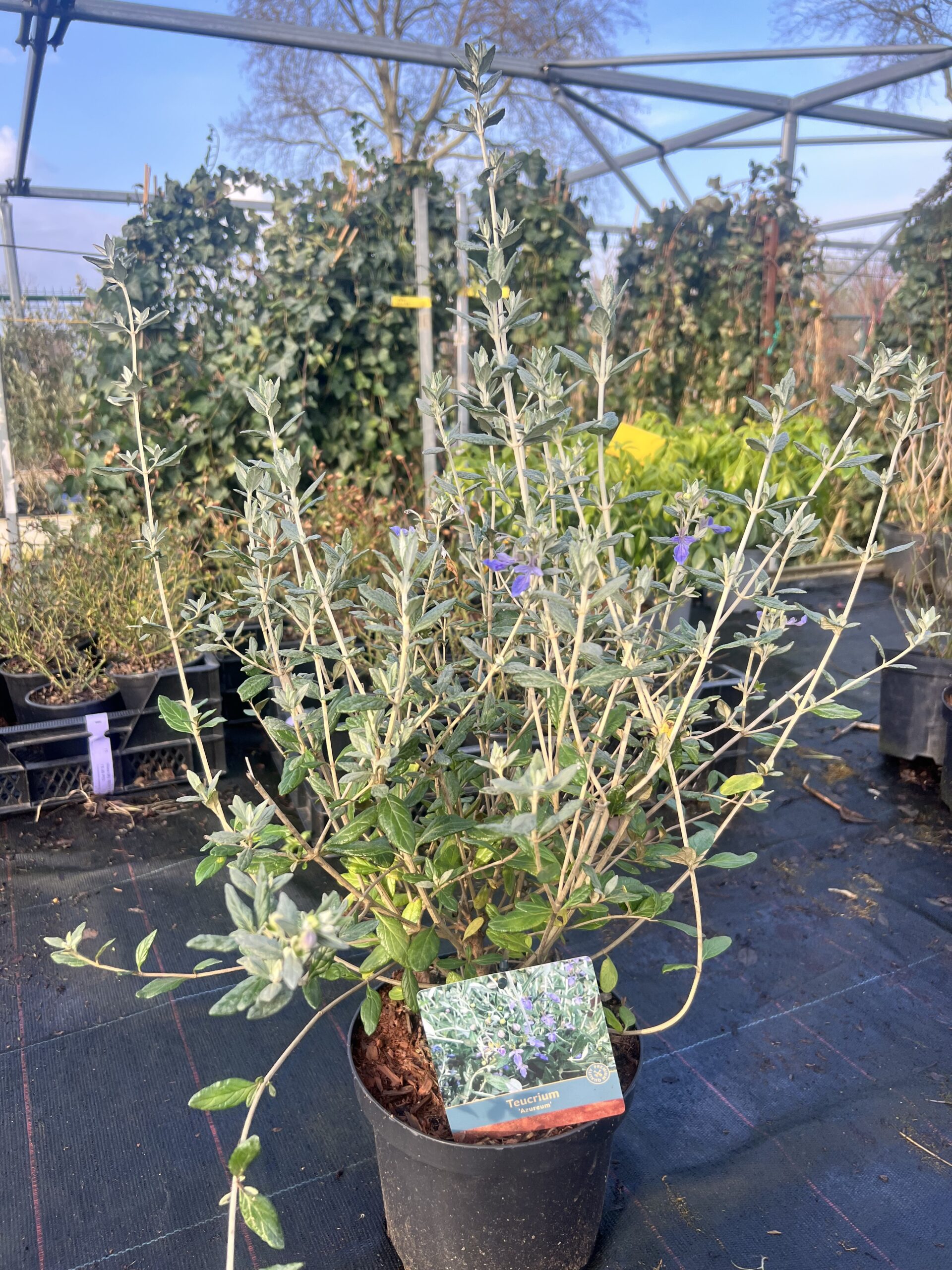 Teucrium fruticans 'Azureum'-Gamander