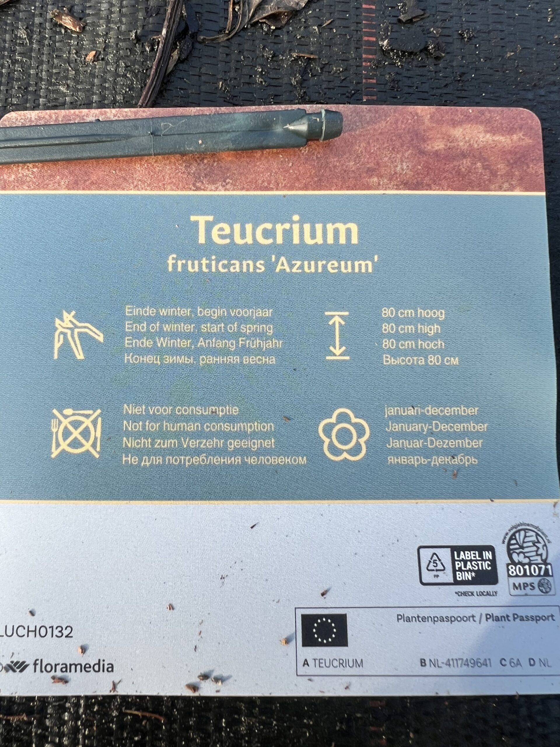 Teucrium fruticans 'Azureum'-Gamander - Afbeelding 4
