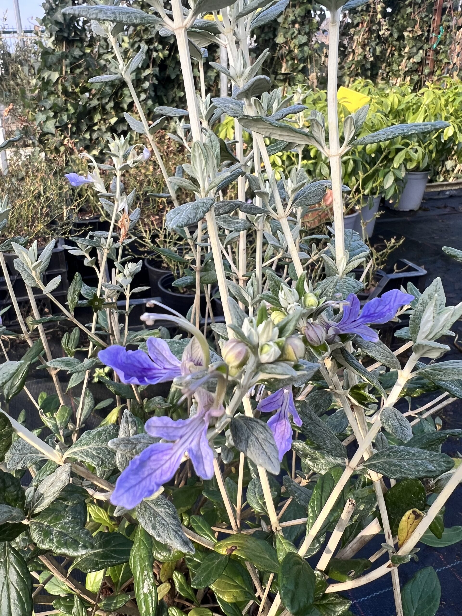Teucrium fruticans 'Azureum'-Gamander - Afbeelding 2