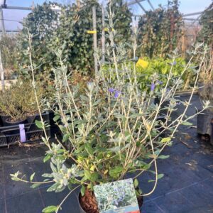 Teucrium fruticans 'Azureum'-Gamander