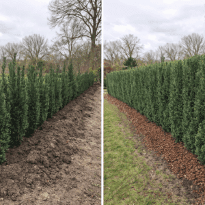 Taxus baccata Höpken’s Gigant , links net aangeplant, rechts na 1 jaar