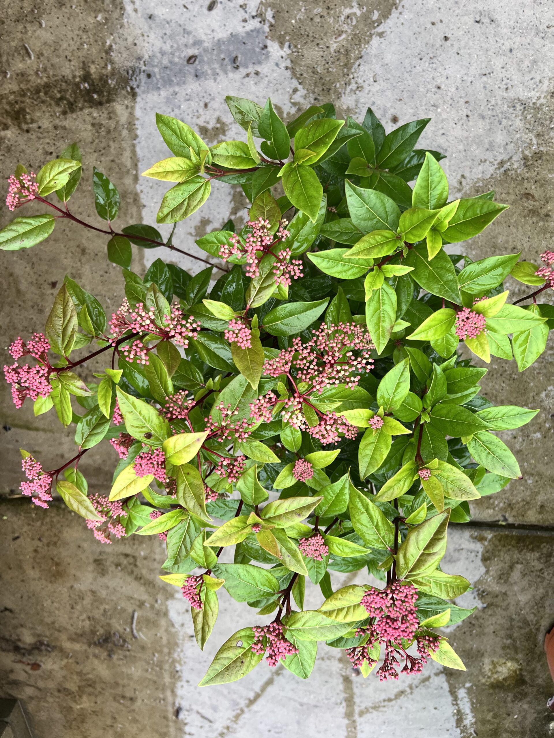 Viburnum Tinus Spirit mooie volle struiken in grote 19 cm pot